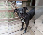 Small #14 Catahoula Leopard Dog Mix