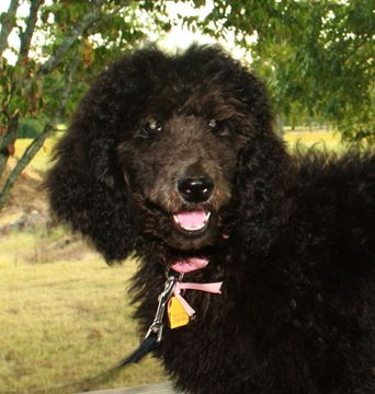 Medium Photo #1 Poodle (Standard) Puppy For Sale in BOAZ, AL, USA