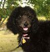 Small Photo #1 Poodle (Standard) Puppy For Sale in BOAZ, AL, USA
