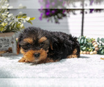 Puppy Yoshi Yorkshire Terrier