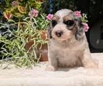 Small #1 Miniature Bernedoodle