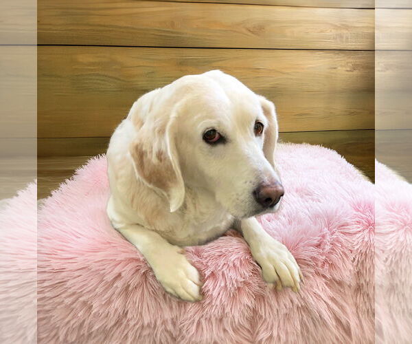 Medium Photo #2 Mutt Puppy For Sale in Unionville, PA, USA