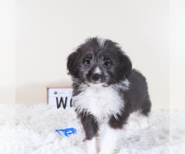 Medium Photo #3 Aussiedoodle Toy Puppy For Sale in MOUNT VERNON, OH, USA