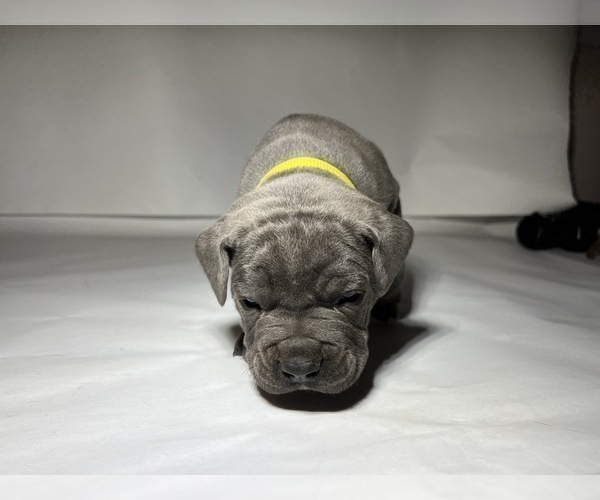 Medium Photo #4 Cane Corso Puppy For Sale in NARVON, PA, USA