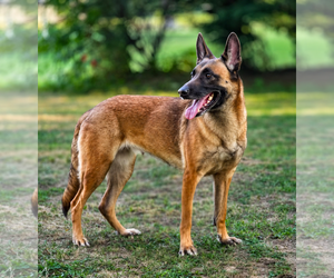 Holly Golightly - OH - Female Mutt Dog for Adoption