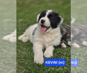 Mutt Dogs for adoption in Chinook, MT, USA