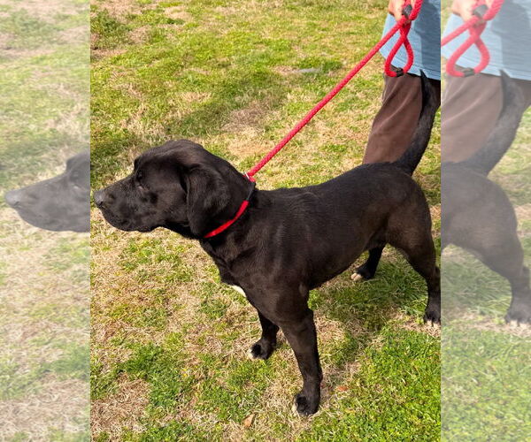 Medium Photo #4 Mutt Puppy For Sale in Rockaway, NJ, USA