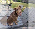 Small #1 Australian Kelpie Mix