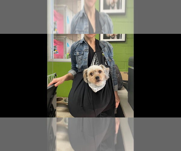 Medium Photo #8 Mal-Shi Puppy For Sale in W Hollywood, CA, USA