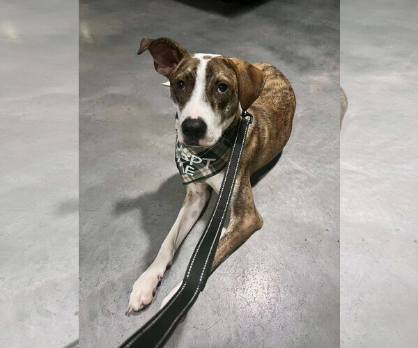 Medium Photo #4 Mutt Puppy For Sale in Minneapolis, MN, USA