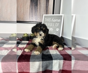 Bernedoodle (Miniature) Puppy for sale in FRANKLIN, IN, USA