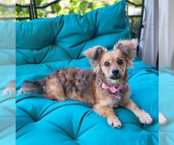 Medium Photo #2 Dameranian Puppy For Sale in Tustin, CA, USA