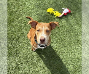 CAGNEY - Female Beagle-Unknown Mix Dog for Adoption - Photo #2