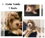 Small Photo #1 Sheepadoodle Puppy For Sale in FORT MORGAN, CO, USA
