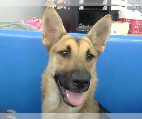 Medium Photo #22 German Shepherd Dog Puppy For Sale in Sebec, ME, USA