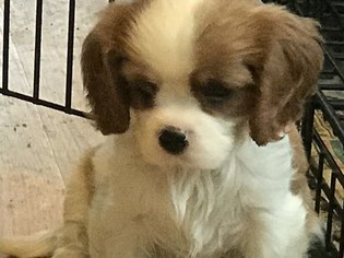 Cavalier King Charles Spaniel Puppy for sale in OKLAHOMA CITY, OK, USA