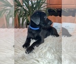 Small #3 Labrador Retriever