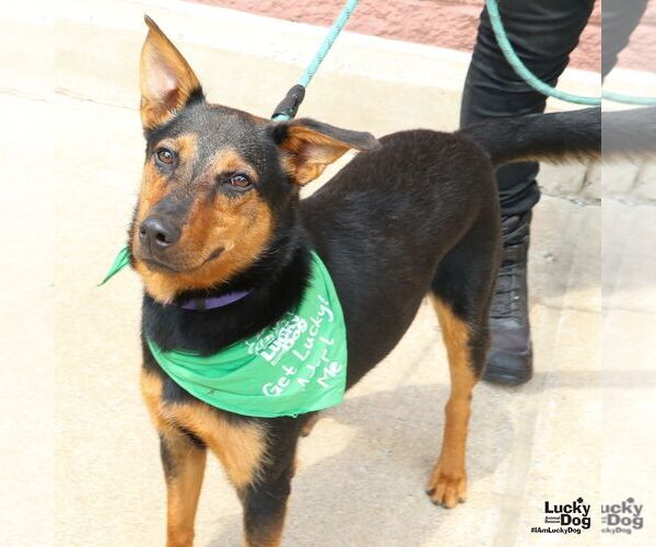 Medium Photo #6 Mutt Puppy For Sale in Washington, DC, USA
