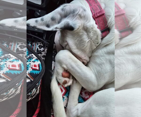 Medium Photo #14 Boxer-Unknown Mix Puppy For Sale in Germantown, OH, USA