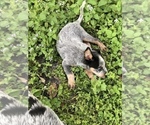 Small Photo #3 Australian Cattle Dog Puppy For Sale in TAMPA, FL, USA