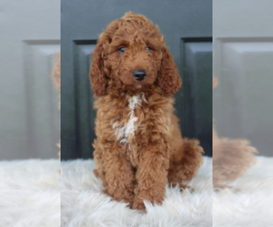 Irish Doodle Puppy for sale in ITASCA, TX, USA