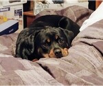 Small #4 Rottweiler