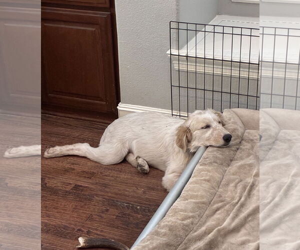 Medium Photo #2 Great Pyrenees-Unknown Mix Puppy For Sale in Dallas, TX, USA