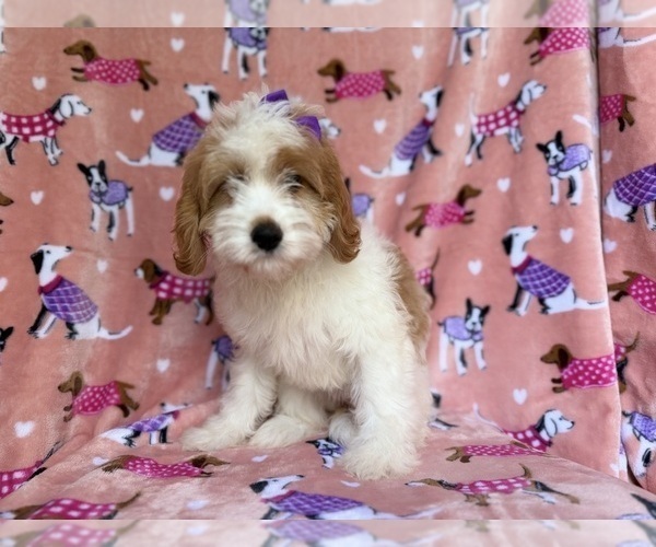 Medium Photo #8 Goldendoodle (Miniature) Puppy For Sale in LAKELAND, FL, USA