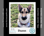 Small Photo #6 German Shepherd Dog-Huskies  Mix Puppy For Sale in Kimberton, PA, USA