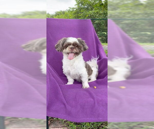 Medium Photo #3 Shih Tzu Puppy For Sale in Weston, FL, USA