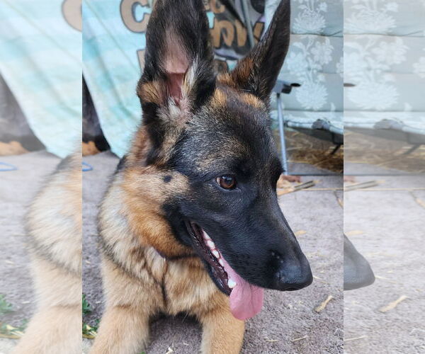 Medium Photo #1 Mutt Puppy For Sale in Lafayette, CA, USA