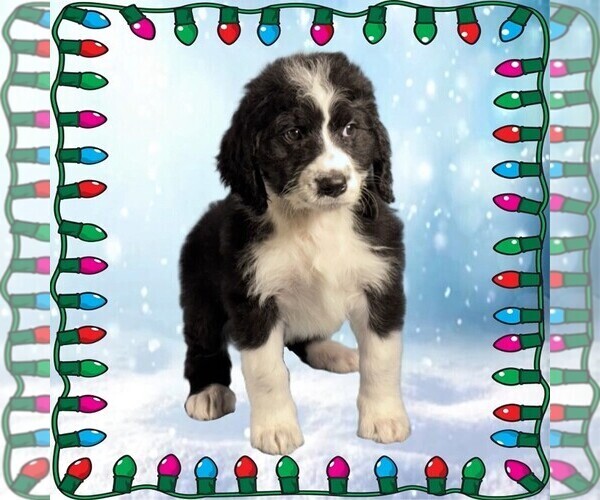 Medium Photo #30 Bernedoodle Puppy For Sale in BLACK FOREST, CO, USA