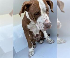 American Pit Bull Terrier-Unknown Mix Dogs for adoption in Houston, TX, USA