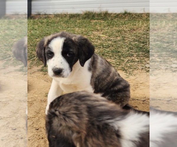 Medium Photo #5 Anatolian Shepherd Puppy For Sale in CUMBY, TX, USA