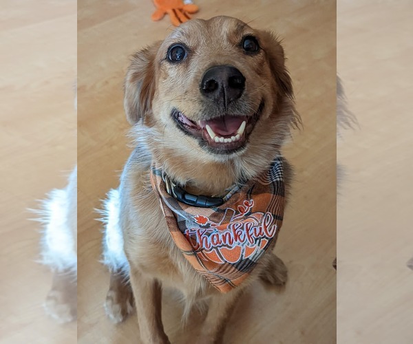 Medium Photo #2 Mutt Puppy For Sale in San Bernardino , CA, USA