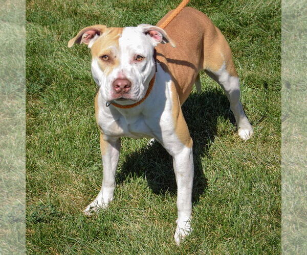 Medium Photo #3 American Staffordshire Terrier-Boxer Mix Puppy For Sale in Huntley, IL, USA