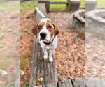 Small #3 Treeing Walker Coonhound