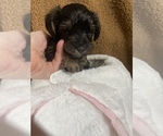 Small Photo #1 YorkiePoo Puppy For Sale in FENTON, MI, USA