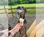 Small #2 Doberman Pinscher