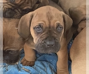 Cane Corso-Dogue de Bordeaux Mix Puppy for sale in GIG HARBOR, WA, USA