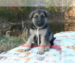 Small #2 German Shepherd Dog