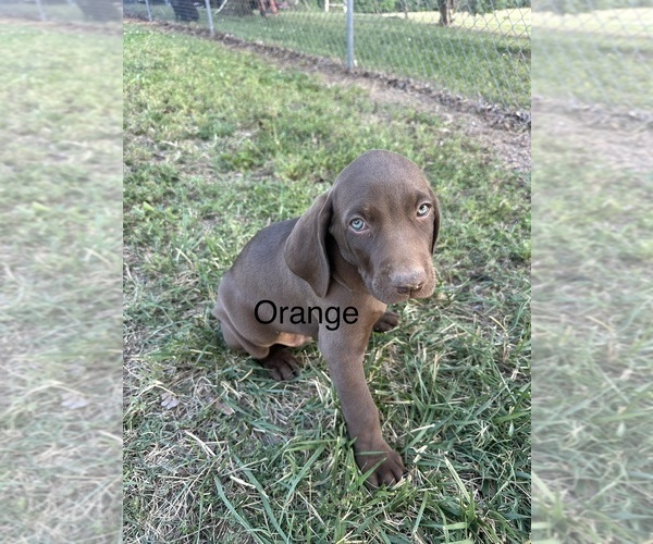 Medium Photo #6 Vizsla-Weimaraner Mix Puppy For Sale in MARSHVILLE, NC, USA