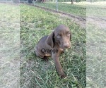 Small #5 Vizsla-Weimaraner Mix