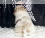 Small #9 Pomeranian