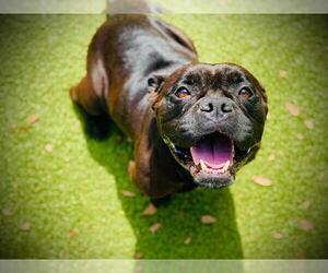 Bulldog Dogs for adoption in Orlando, FL, USA