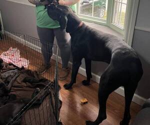 Father of the Great Dane puppies born on 03/23/2026