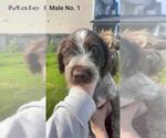 Small #20 Wirehaired Pointing Griffon