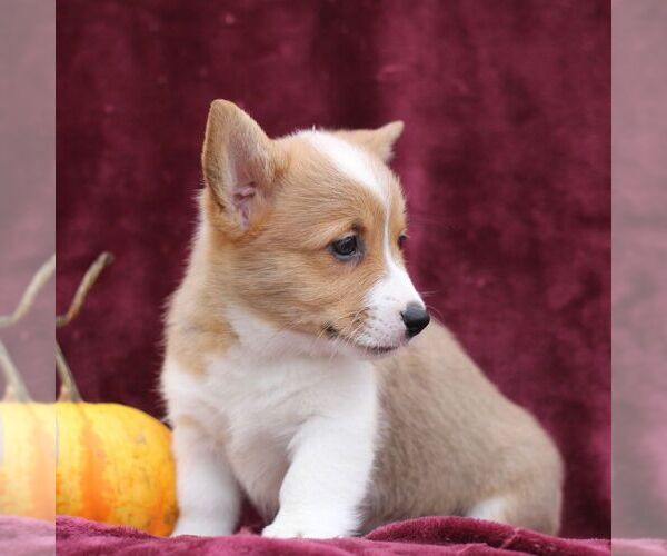 Medium Photo #2 Pembroke Welsh Corgi Puppy For Sale in ELLIOTTSBURG, PA, USA