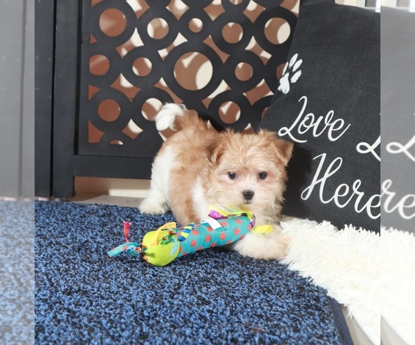 Medium Photo #3 Havanese Puppy For Sale in MOUNT VERNON, OH, USA
