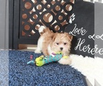 Small #2 Havanese